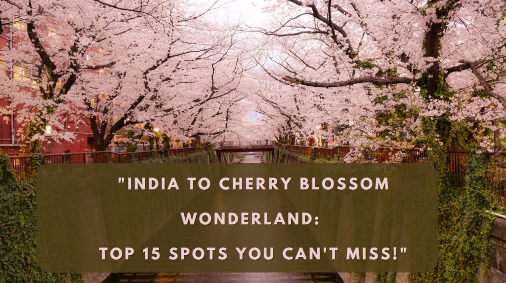 India to Cherry Blossom Wonderland Top 15 Spots You Can't Miss!